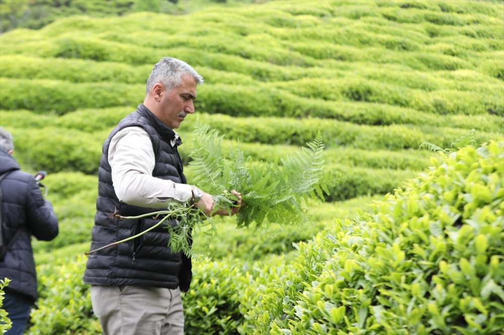 Yaş çay üreticileri 7 Lira olan alım fiyatından memnun