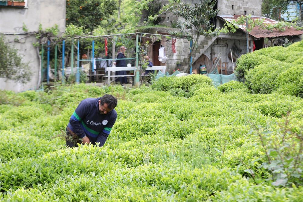 Yaş çay üreticileri 7 Lira olan alım fiyatından memnun