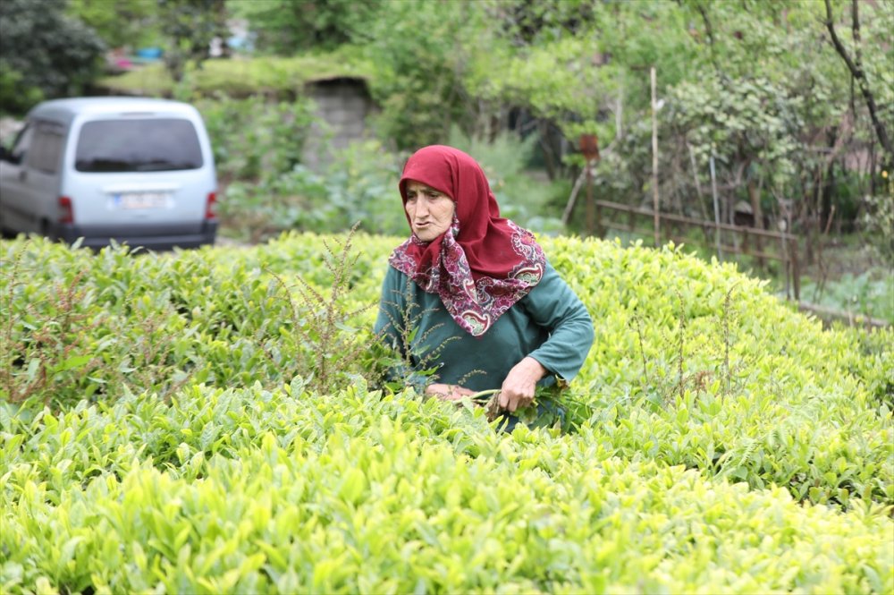 Yaş çay üreticileri 7 Lira olan alım fiyatından memnun