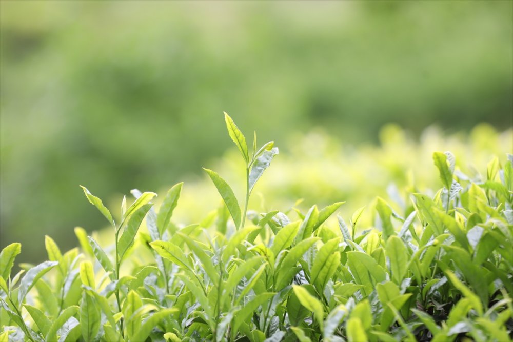 Yaş çay üreticileri 7 Lira olan alım fiyatından memnun