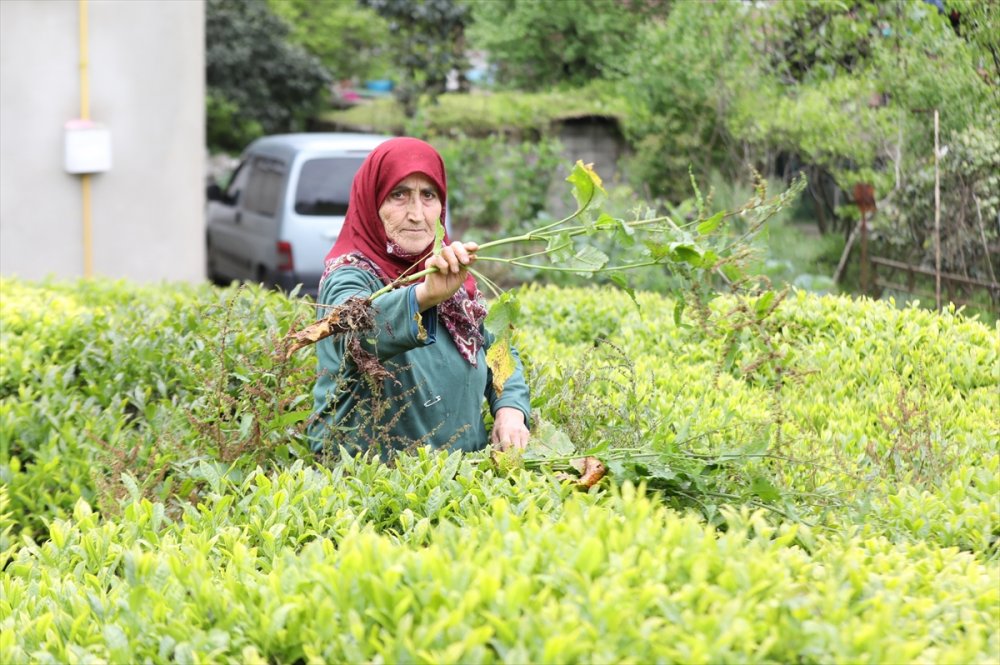 Yaş çay üreticileri 7 Lira olan alım fiyatından memnun