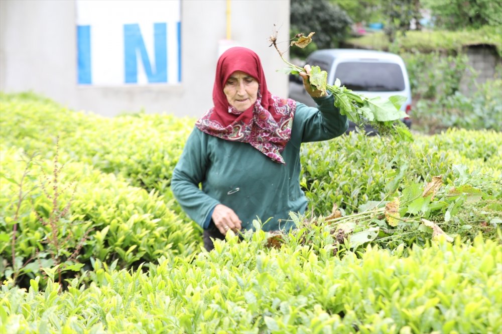 Yaş çay üreticileri 7 Lira olan alım fiyatından memnun