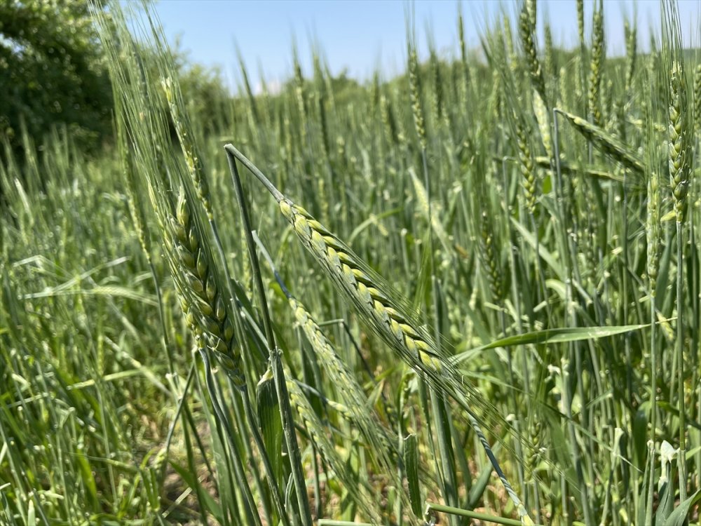 Edirne'de kısa süre etkili olan dolu ekili alanlara zarar verdi