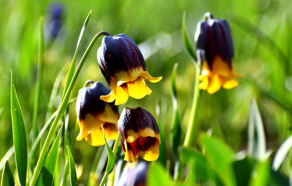 "Sarı dudak" ters laleleri Sarıkamış'ın doğasını süsledi