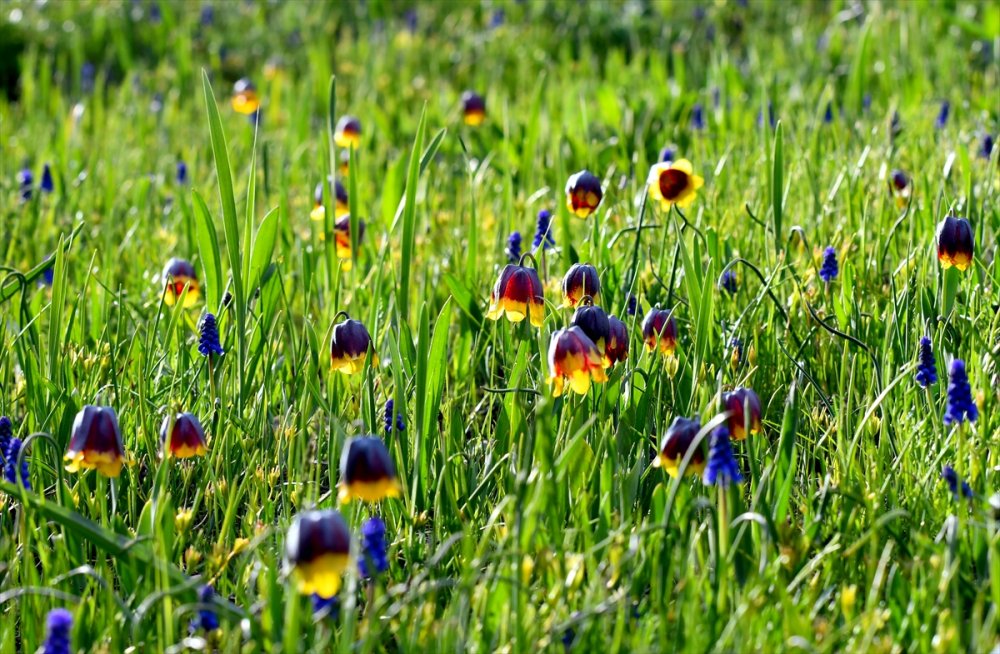 "Sarı dudak" ters laleleri Sarıkamış'ın doğasını süsledi