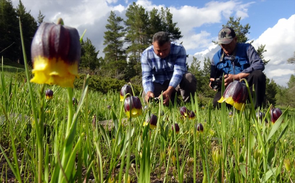 "Sarı dudak" ters laleleri Sarıkamış'ın doğasını süsledi