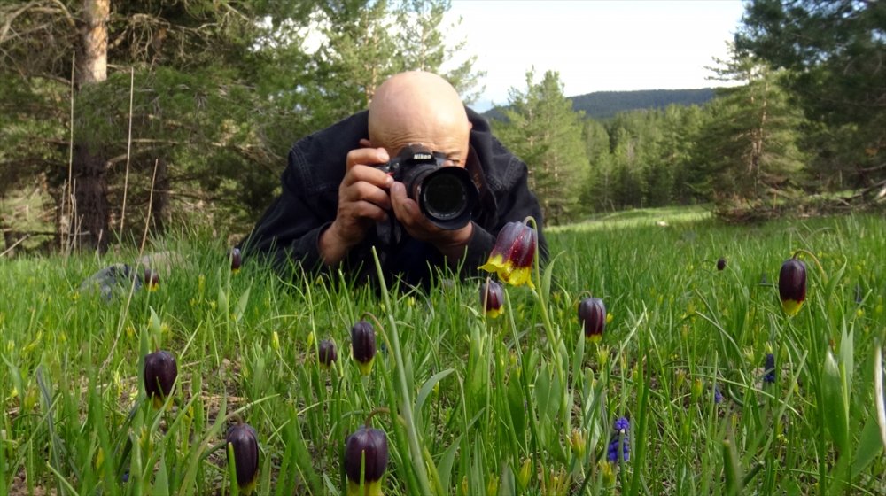 "Sarı dudak" ters laleleri Sarıkamış'ın doğasını süsledi