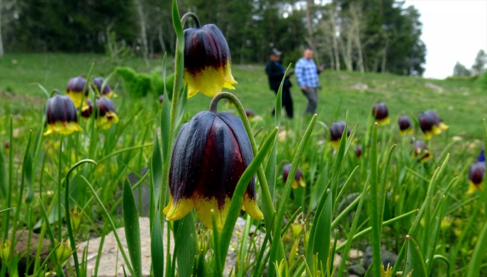 "Sarı dudak" ters laleleri Sarıkamış'ın doğasını süsledi