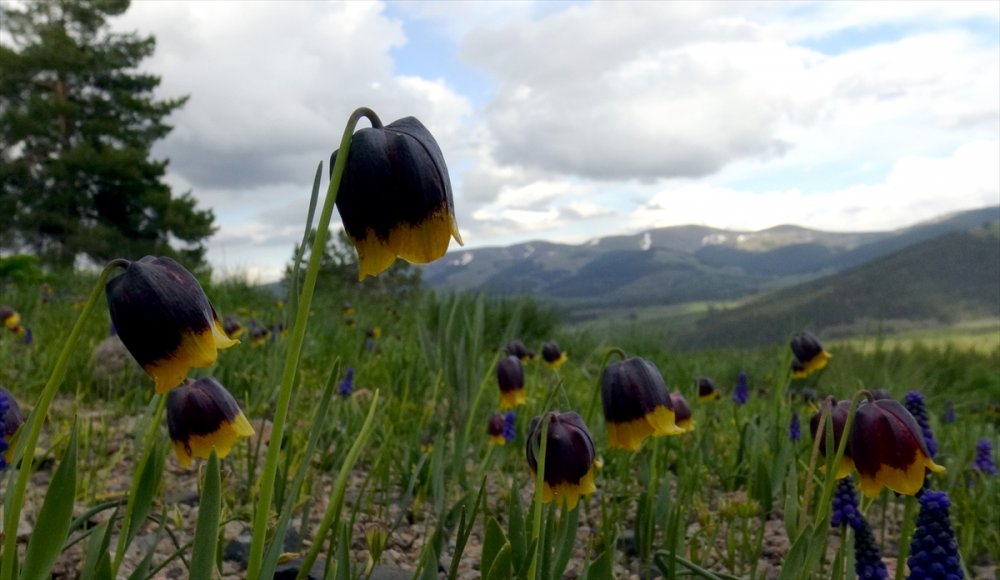 "Sarı dudak" ters laleleri Sarıkamış'ın doğasını süsledi