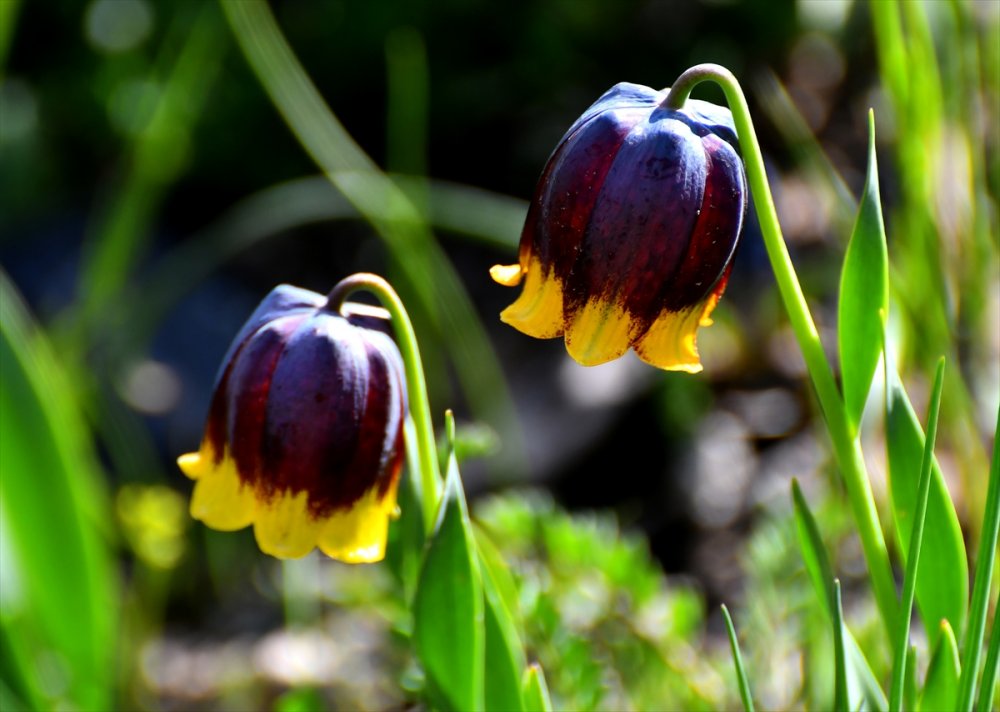 "Sarı dudak" ters laleleri Sarıkamış'ın doğasını süsledi