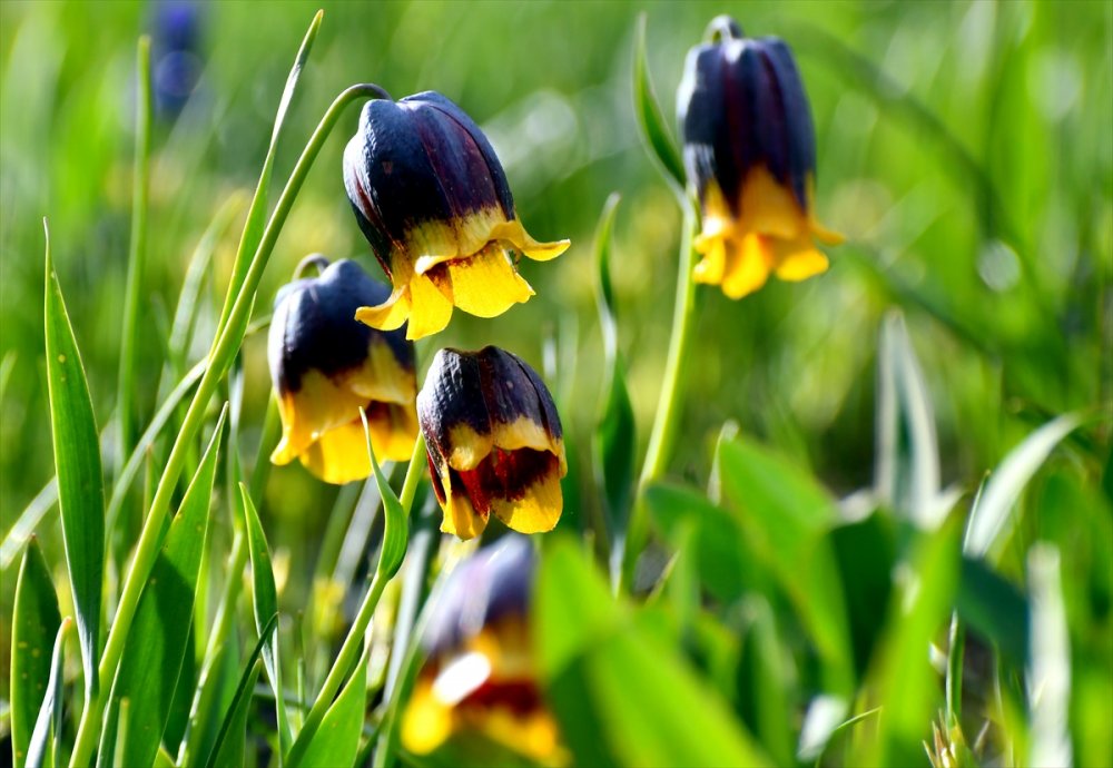 "Sarı dudak" ters laleleri Sarıkamış'ın doğasını süsledi