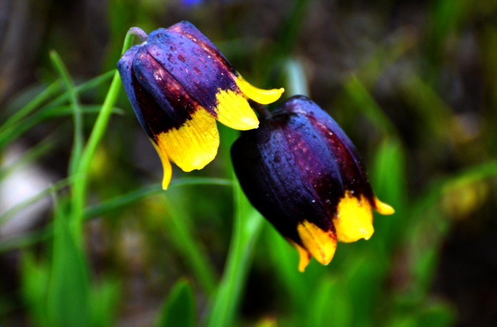 "Sarı dudak" ters laleleri Sarıkamış'ın doğasını süsledi