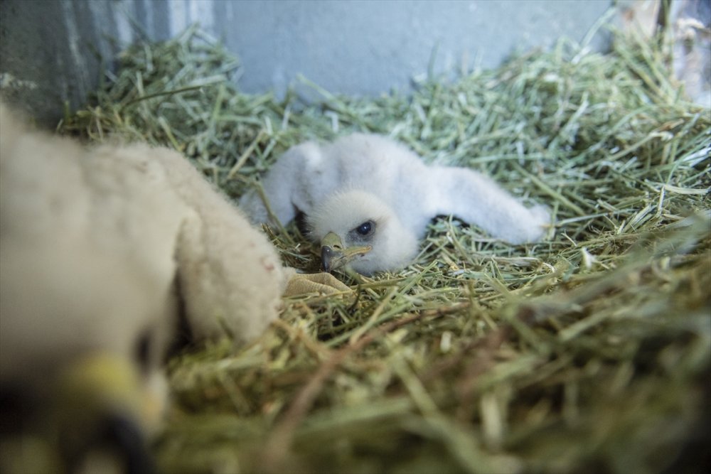 Tunceli'de yuvalarından düşen kartal yavruları özenle büyütülüyor