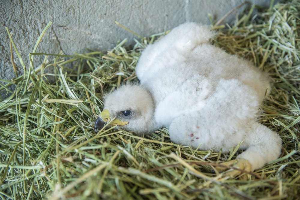 Tunceli'de yuvalarından düşen kartal yavruları özenle büyütülüyor