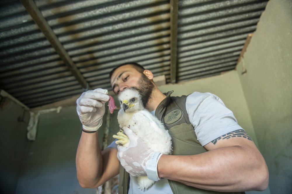 Tunceli'de yuvalarından düşen kartal yavruları özenle büyütülüyor