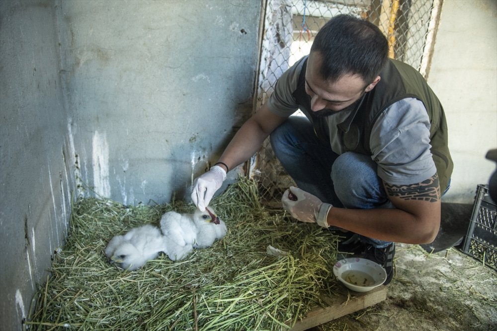 Tunceli'de yuvalarından düşen kartal yavruları özenle büyütülüyor