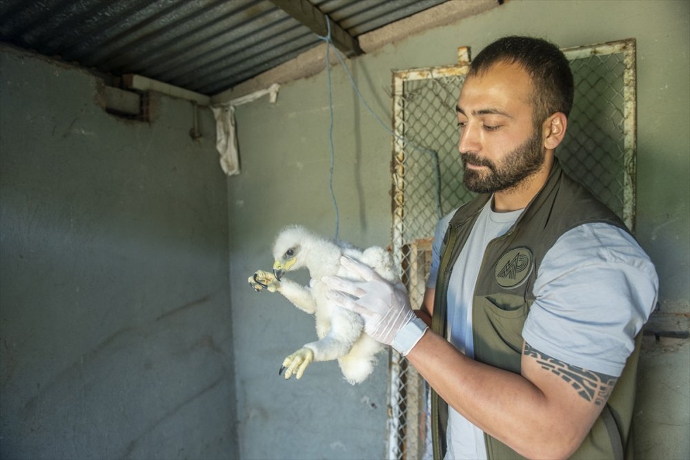 Tunceli'de yuvalarından düşen kartal yavruları özenle büyütülüyor