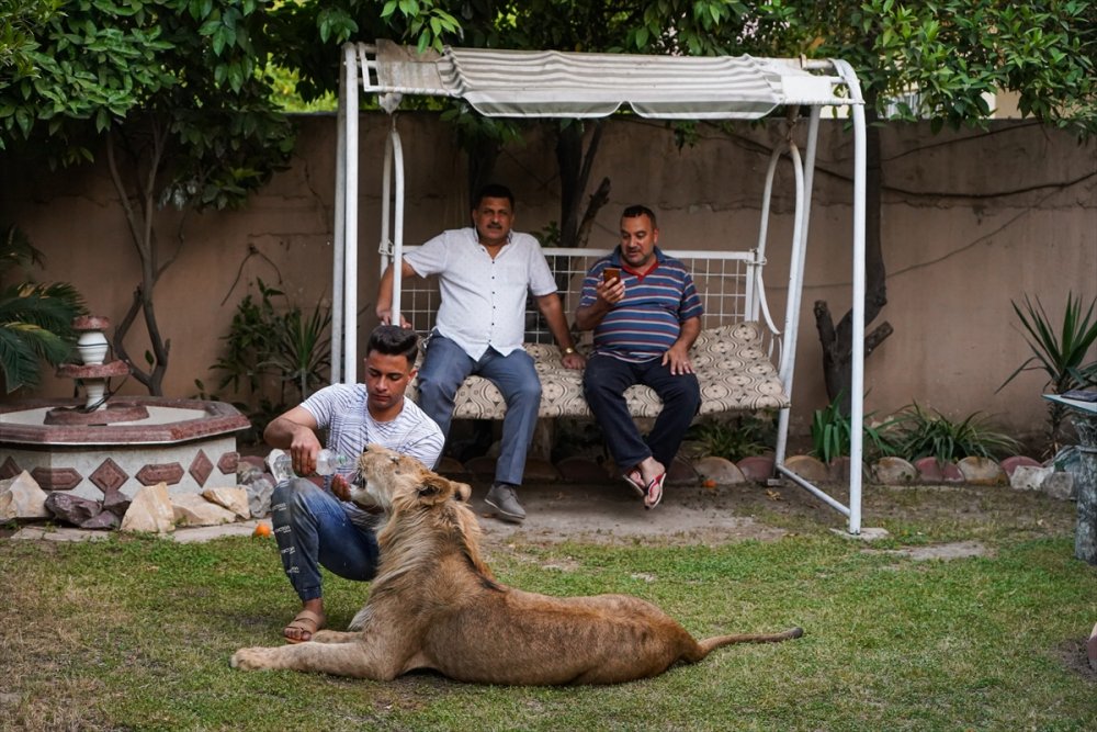 Iraklı genç bir yıldır evinde yavru aslan besliyor
