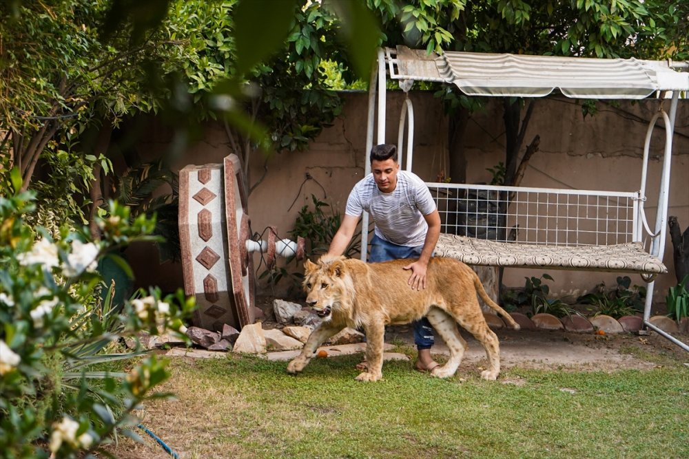 Iraklı genç bir yıldır evinde yavru aslan besliyor