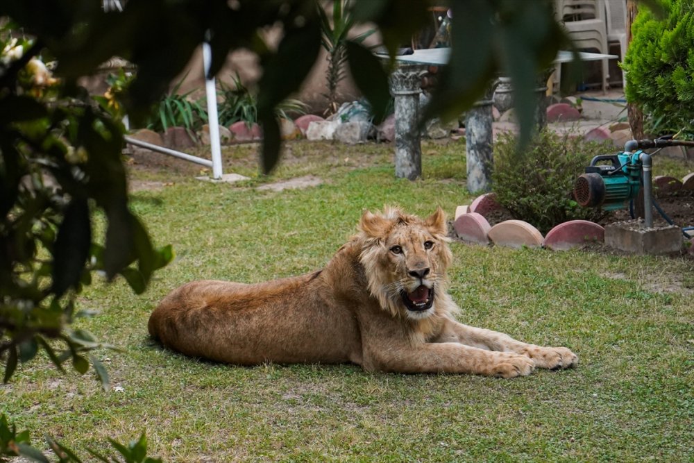 Iraklı genç bir yıldır evinde yavru aslan besliyor