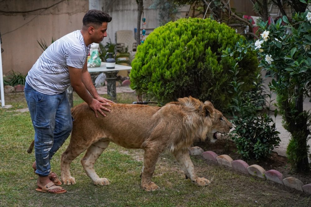 Iraklı genç bir yıldır evinde yavru aslan besliyor