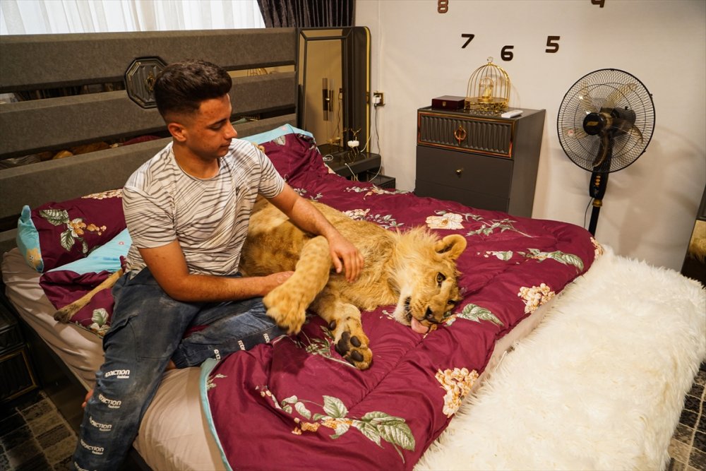 Iraklı genç bir yıldır evinde yavru aslan besliyor