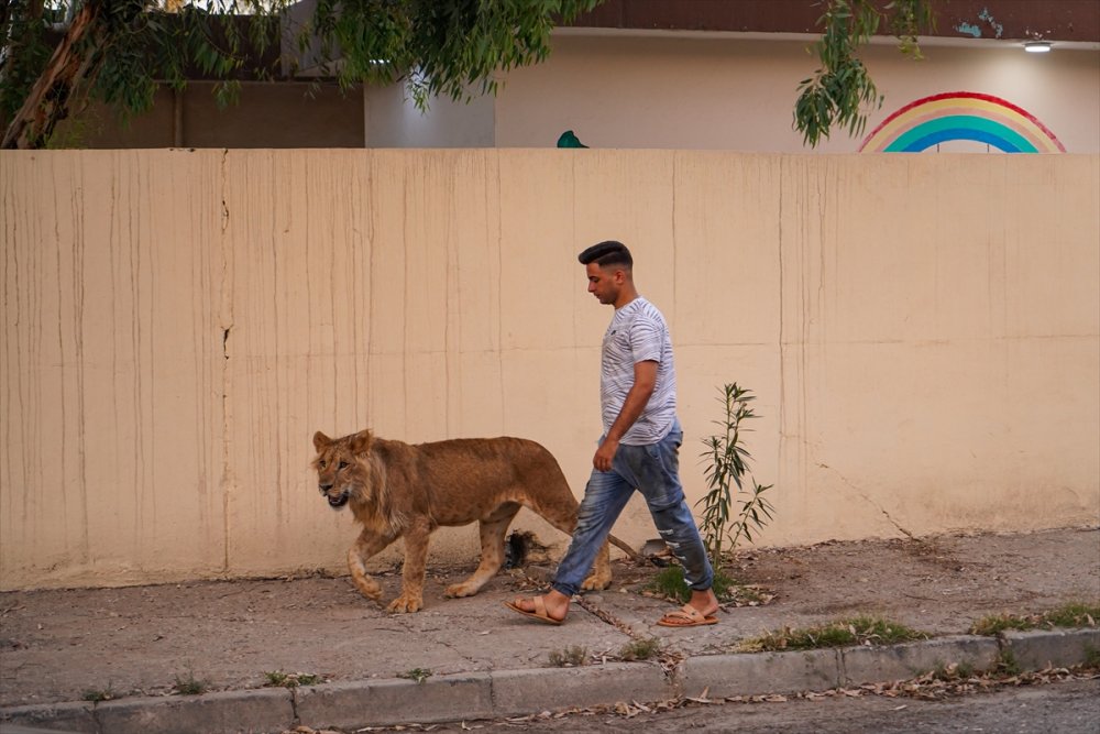 Iraklı genç bir yıldır evinde yavru aslan besliyor