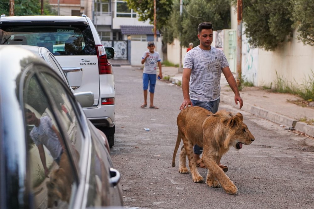 Iraklı genç bir yıldır evinde yavru aslan besliyor
