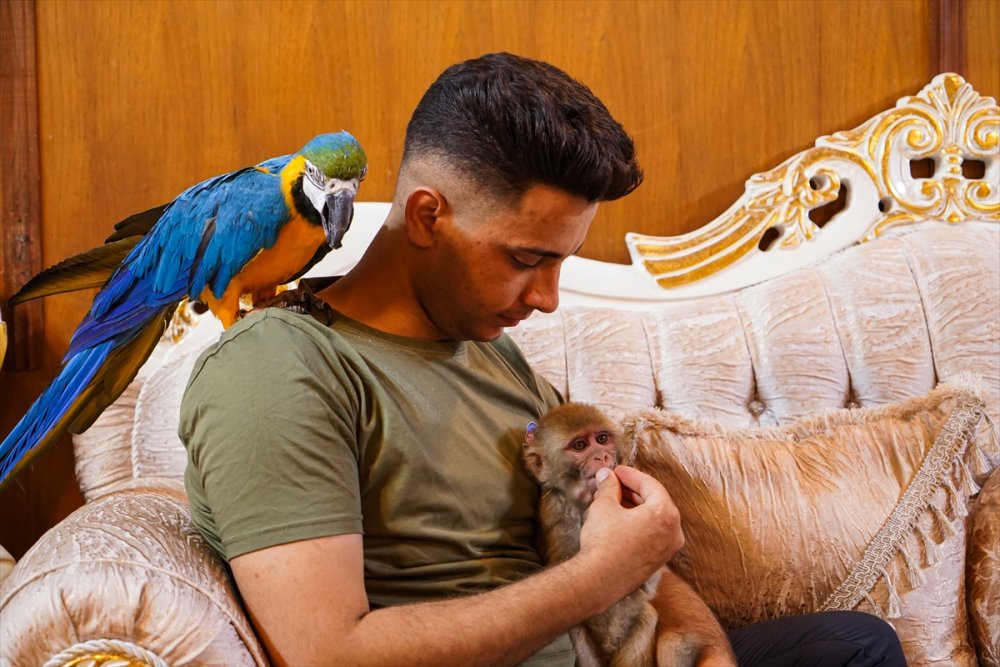 Iraklı genç bir yıldır evinde yavru aslan besliyor