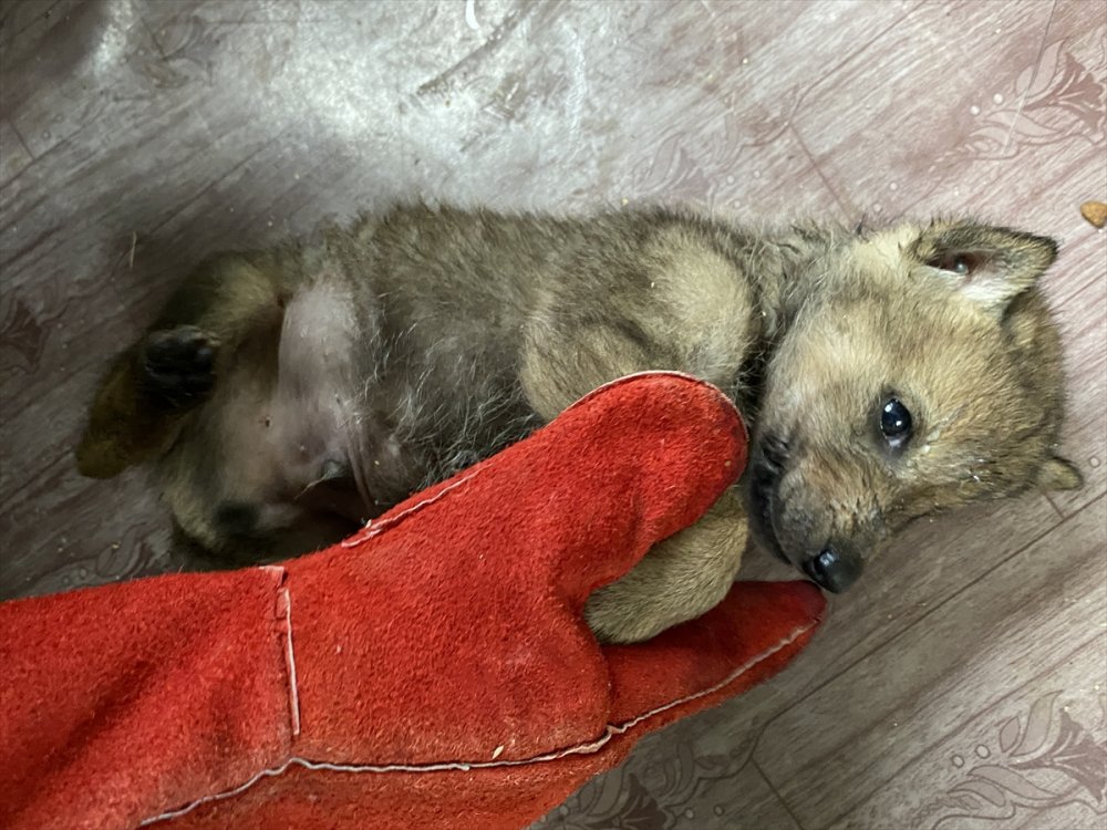 Erzurum'da çobanların bulduğu 4 kurt yavrusu koruma altına alındı