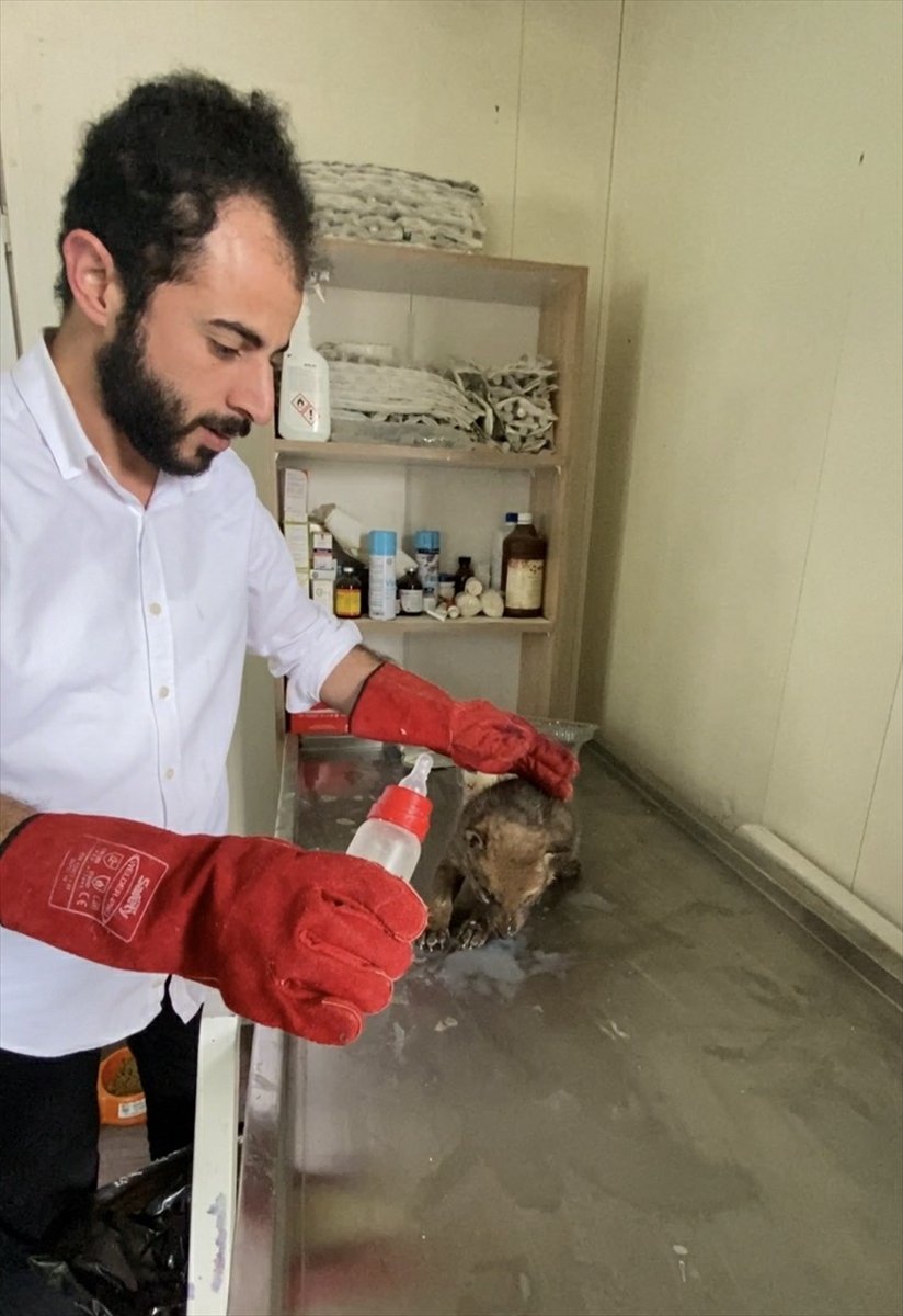 Erzurum'da çobanların bulduğu 4 kurt yavrusu koruma altına alındı