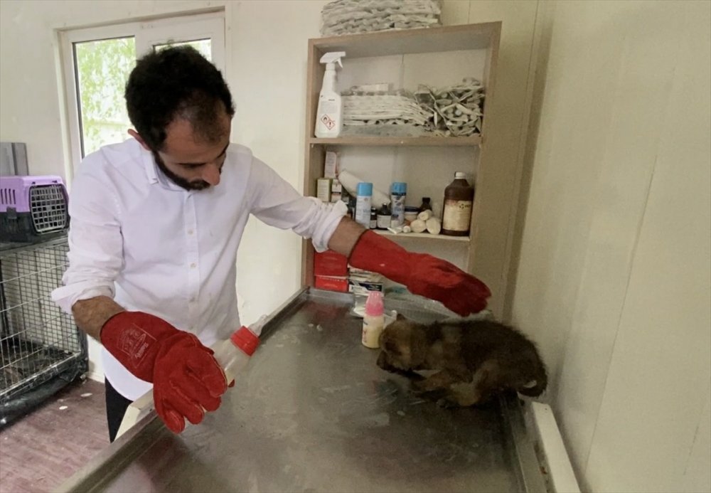 Erzurum'da çobanların bulduğu 4 kurt yavrusu koruma altına alındı