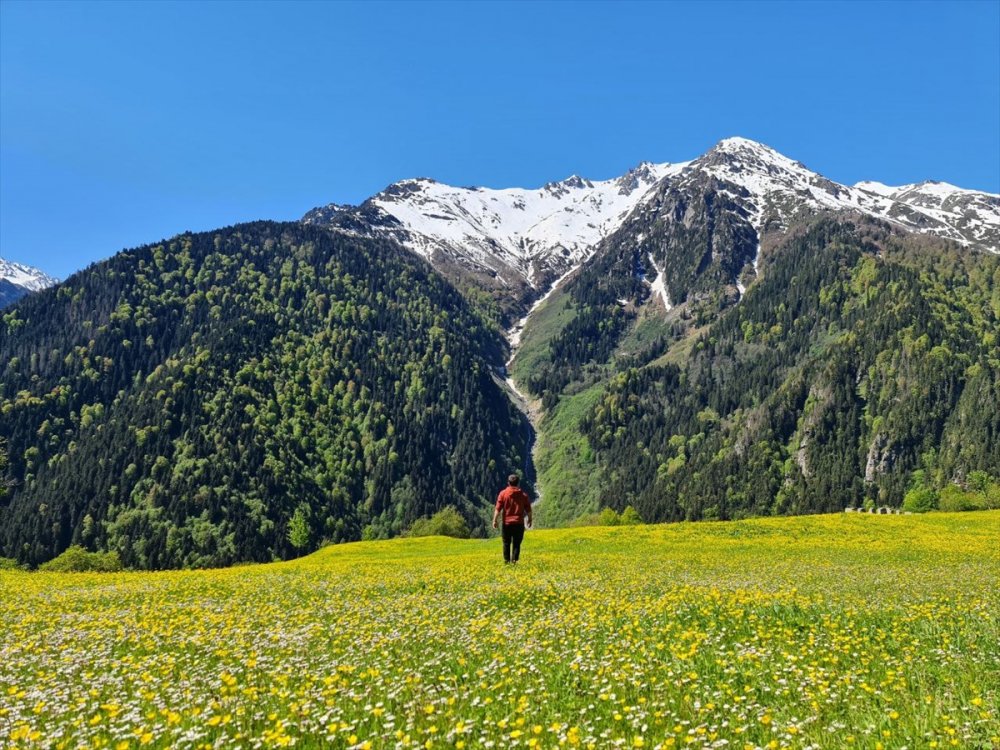 Kaçkar Dağları'nda endemik bitki türleri çiçek açtı