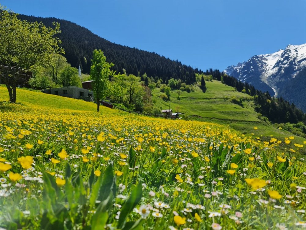 Kaçkar Dağları'nda endemik bitki türleri çiçek açtı