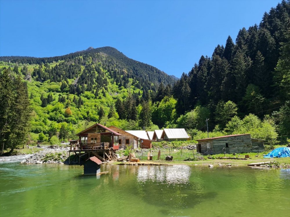 Kaçkar Dağları'nda endemik bitki türleri çiçek açtı