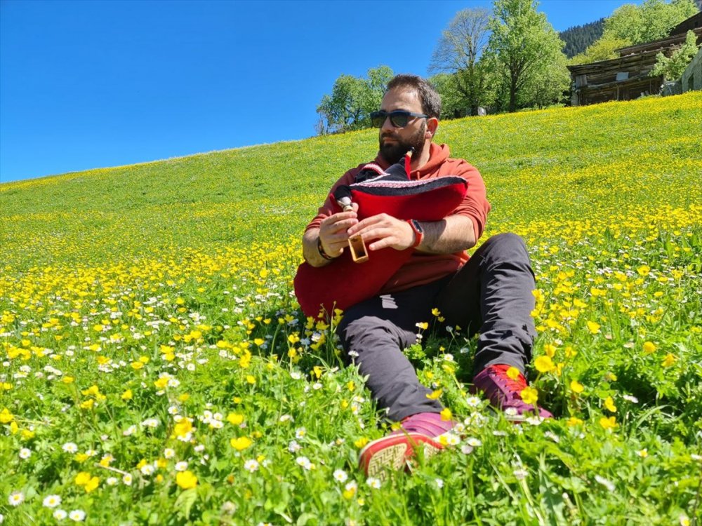 Kaçkar Dağları'nda endemik bitki türleri çiçek açtı