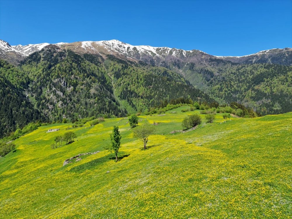 Kaçkar Dağları'nda endemik bitki türleri çiçek açtı