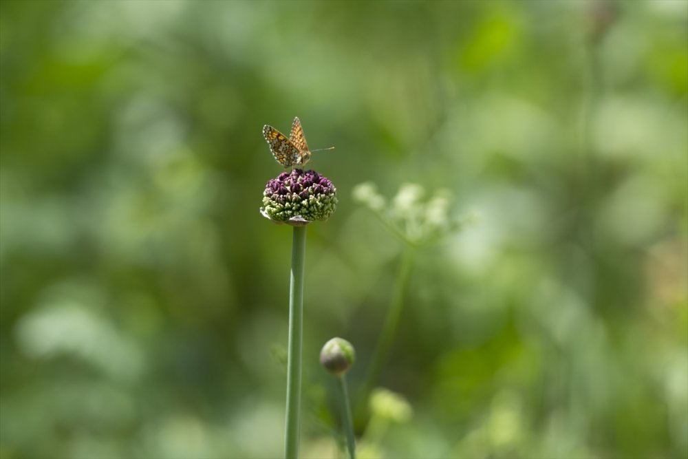 Tunceli/Ovacık kelebeklerle renklendi