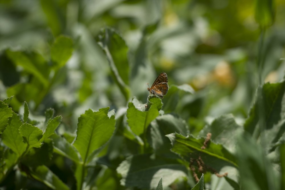 Tunceli/Ovacık kelebeklerle renklendi