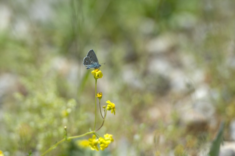 Tunceli/Ovacık kelebeklerle renklendi