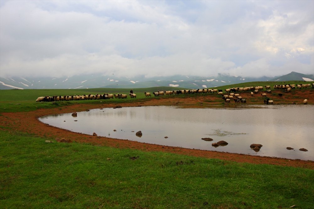 Giresun'un doğa harikası yaylalarında turizm hareketliliği başladı