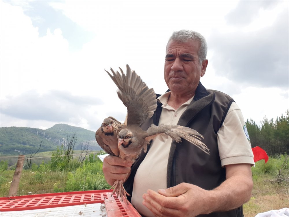 Osmaniye'de yangından zarar gören ormanlara 1000 keklik salındı