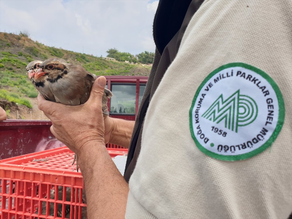 Osmaniye'de yangından zarar gören ormanlara 1000 keklik salındı