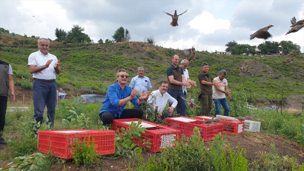 Osmaniye'de yangından zarar gören ormanlara 1000 keklik salındı