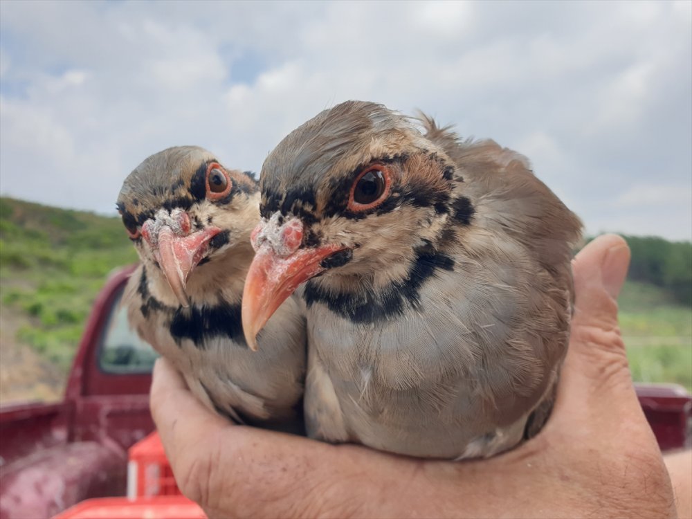 Osmaniye'de yangından zarar gören ormanlara 1000 keklik salındı