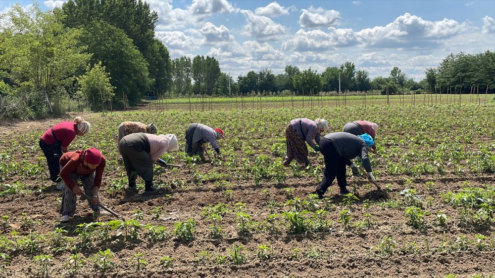 Son Yağışlar Edirne'li çiftçiyi sevindirdi