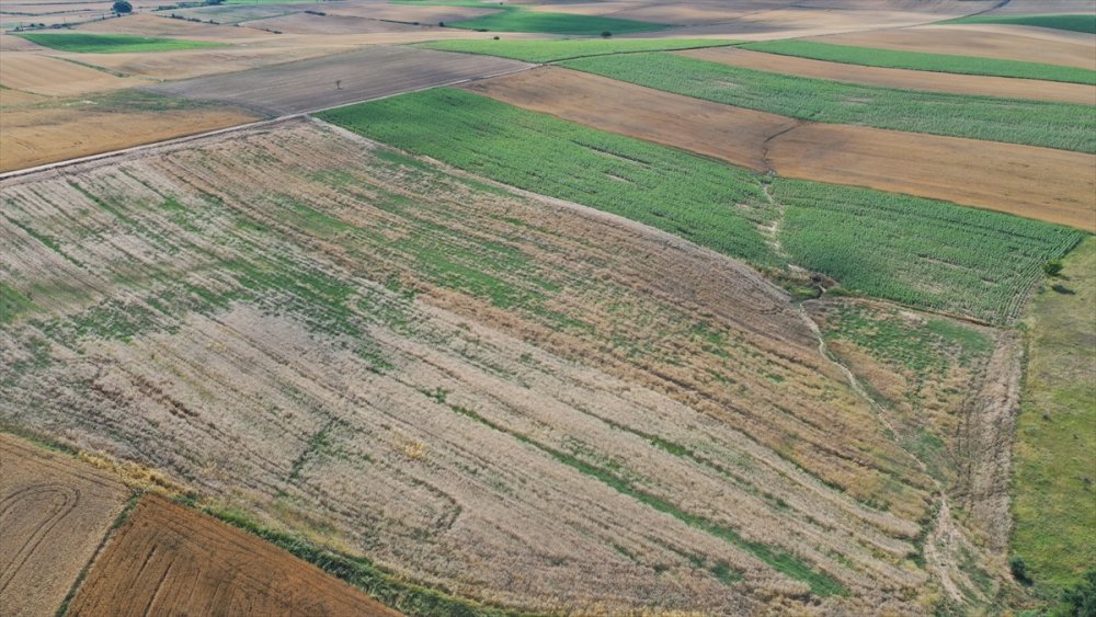 Son Yağışlar Edirne'li çiftçiyi sevindirdi