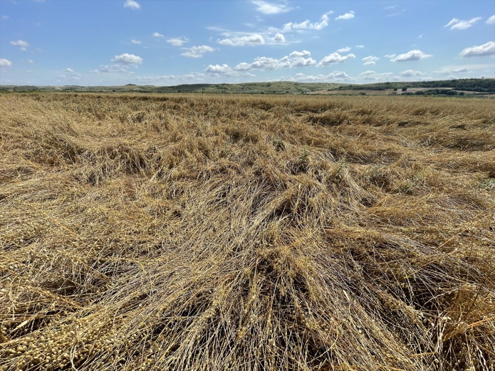Son Yağışlar Edirne'li çiftçiyi sevindirdi