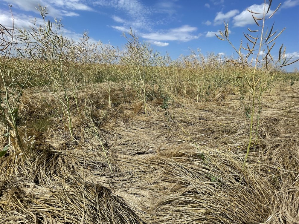 Son Yağışlar Edirne'li çiftçiyi sevindirdi