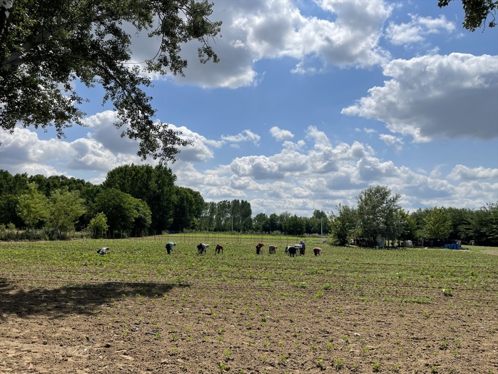Son Yağışlar Edirne'li çiftçiyi sevindirdi